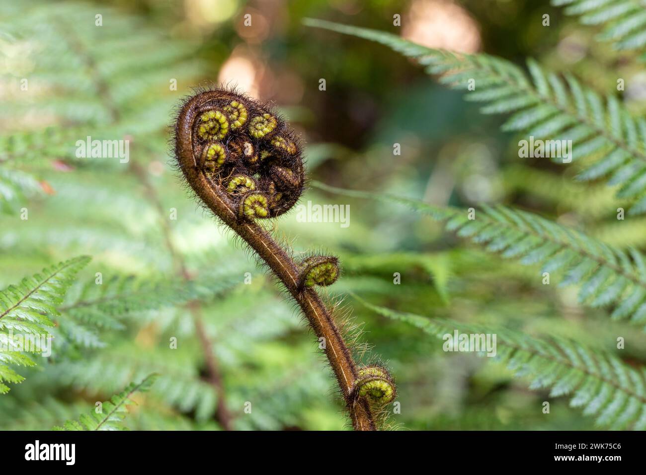 Silver tree fern (Cyathea dealbata), Lake Matheson Trail, New Zealand Stock Photo