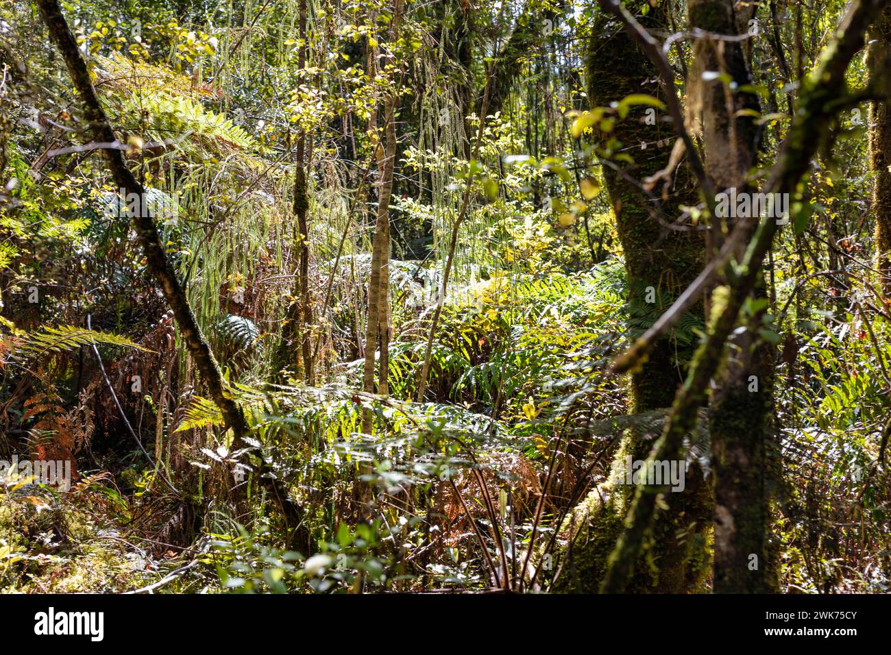 Silver tree fern (Cyathea dealbata), Lake Matheson Trail, New Zealand Stock Photo