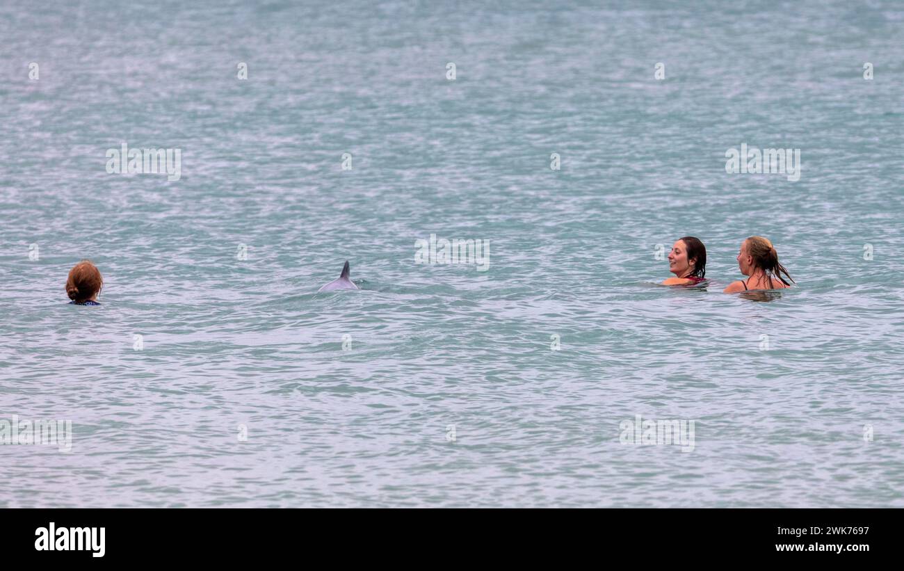 Delfine, Badende, Curio Bay, Suedland, Neuseeland Stock Photo