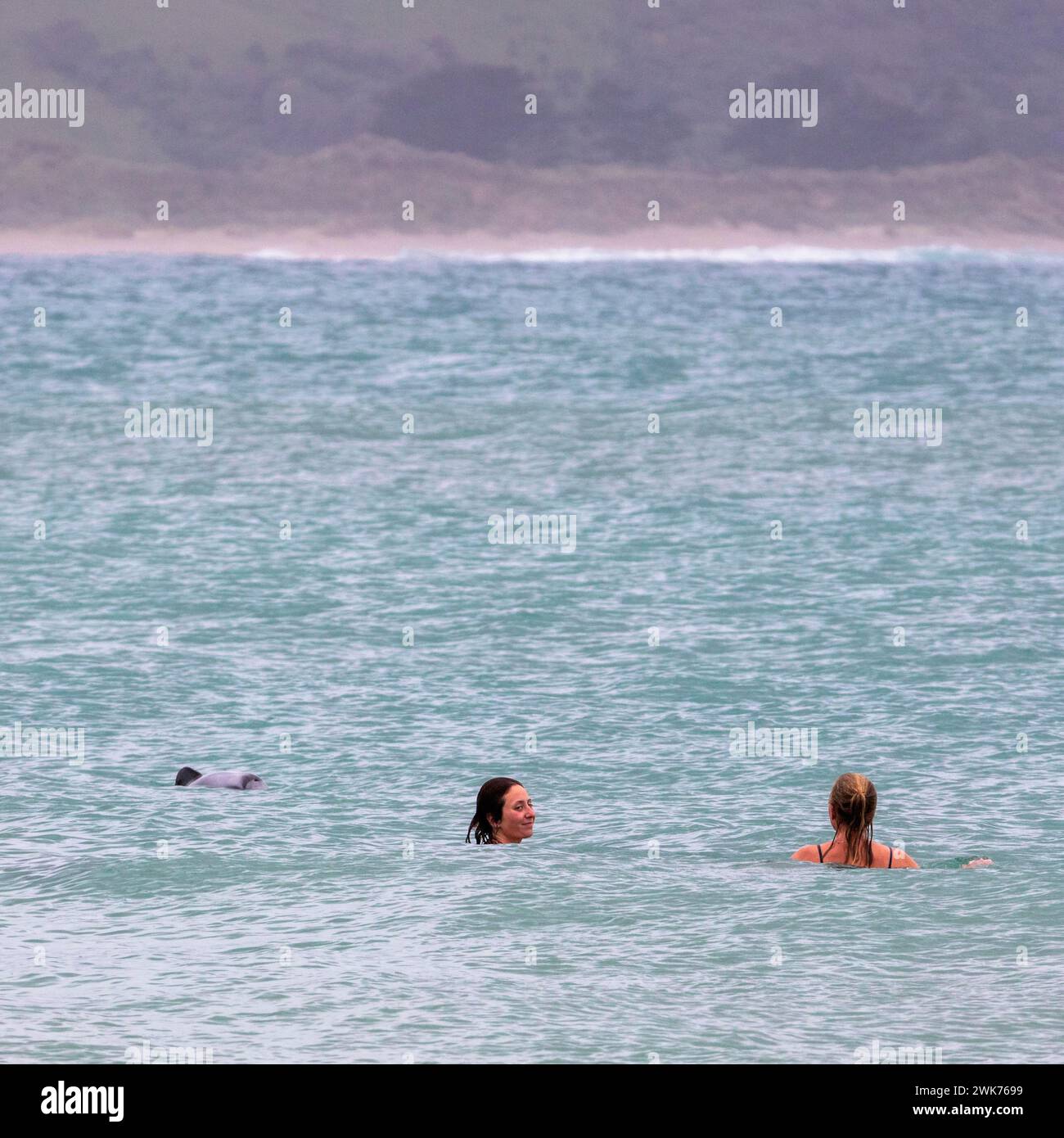 Delfine, Badende, Curio Bay, Suedland, Neuseeland Stock Photo