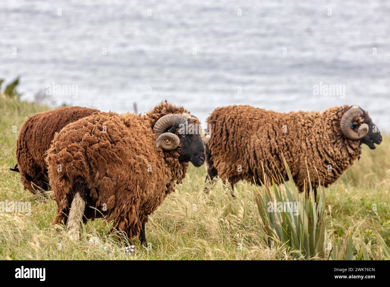 new-zealand-goat-hi-res-stock-photography-and-images-alamy