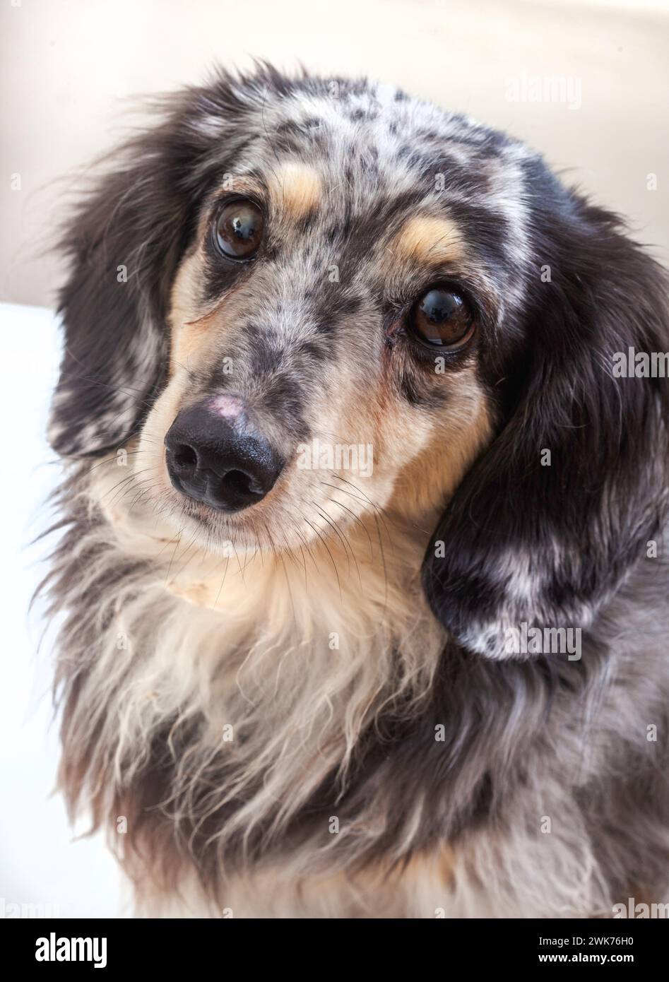 dapple dachshund looking at camera to show off his cute little face Stock Photo