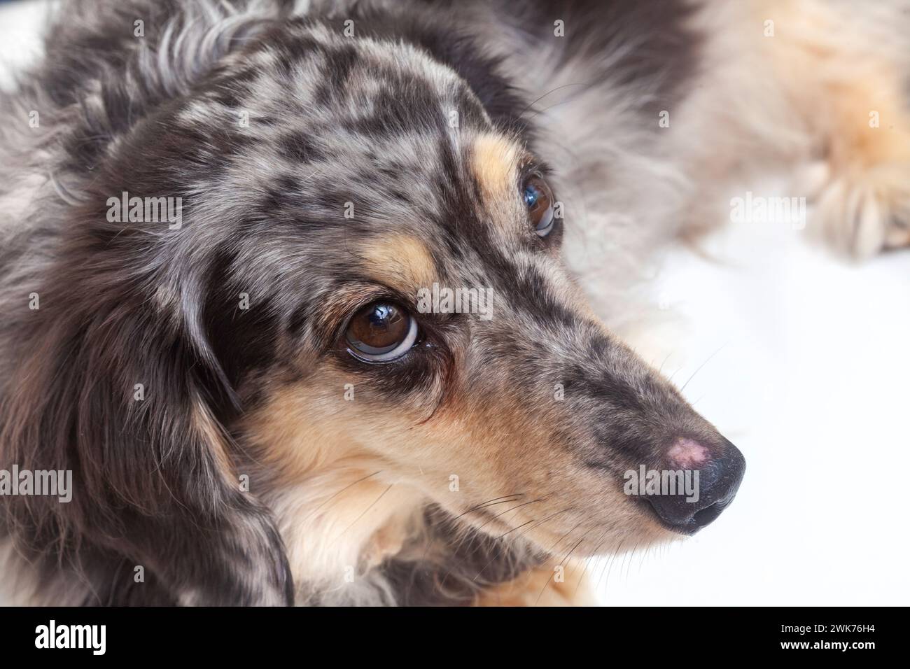 dapple dachshund with sad eyes looking up Stock Photo
