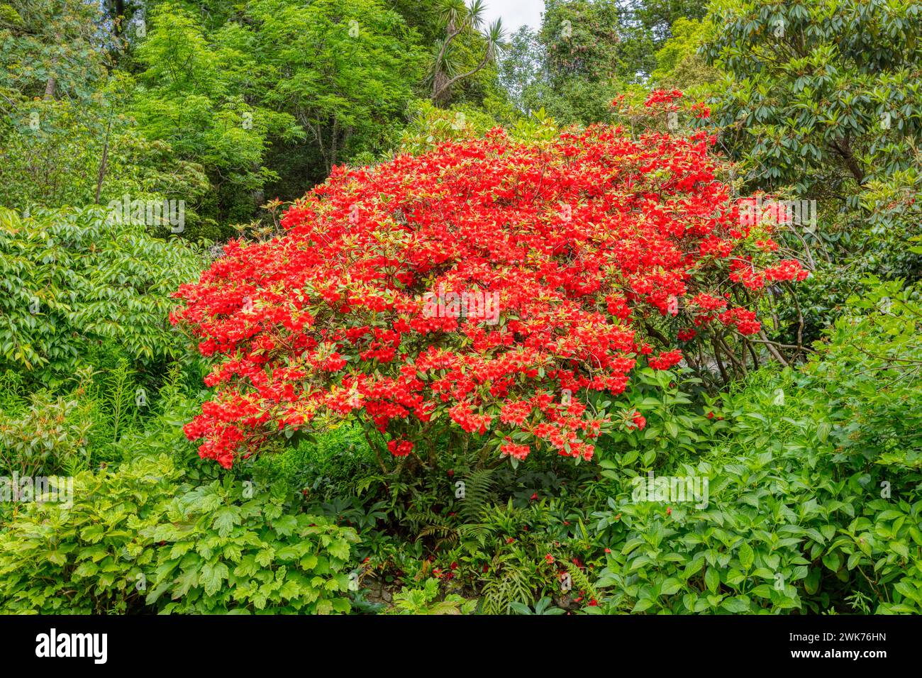 rhododendron inkarho pflege Rhododendron 'INKARHO Dufthecke' Wei kaufen