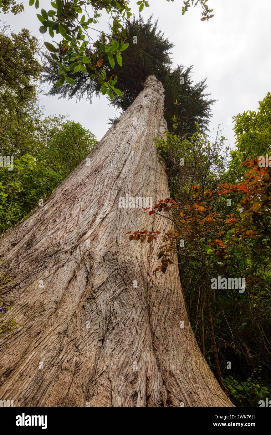 Matai Tree, Glenfalloch Gardens, Dunedin, Neuseeland Stock Photo