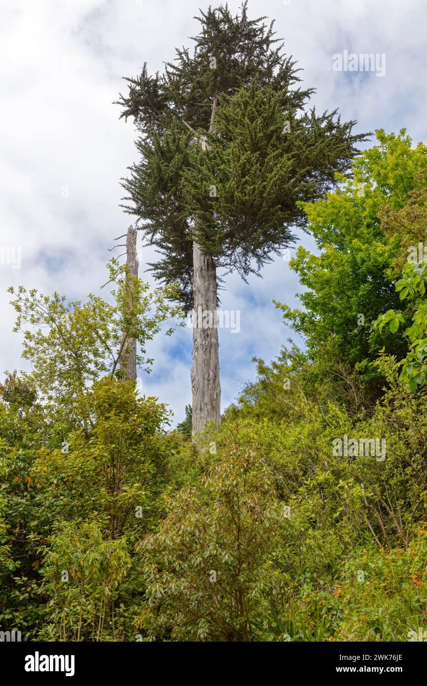 Matai Tree, Glenfalloch Gardens, Dunedin, Neuseeland Stock Photo