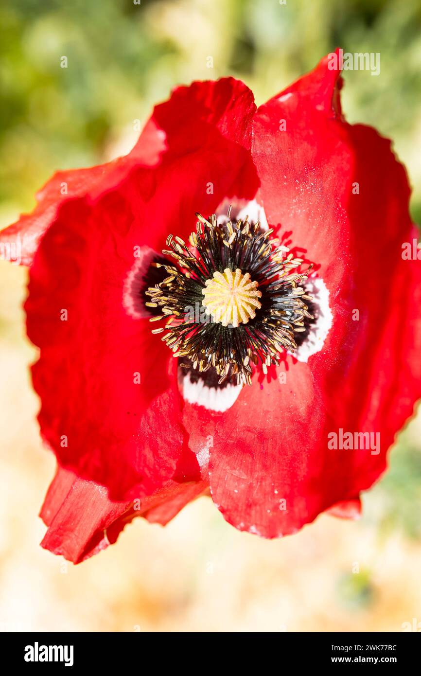 voll geöffnete Blüte vom Mohn papaver *** Fully opened flower of the poppy papaver Stock Photo