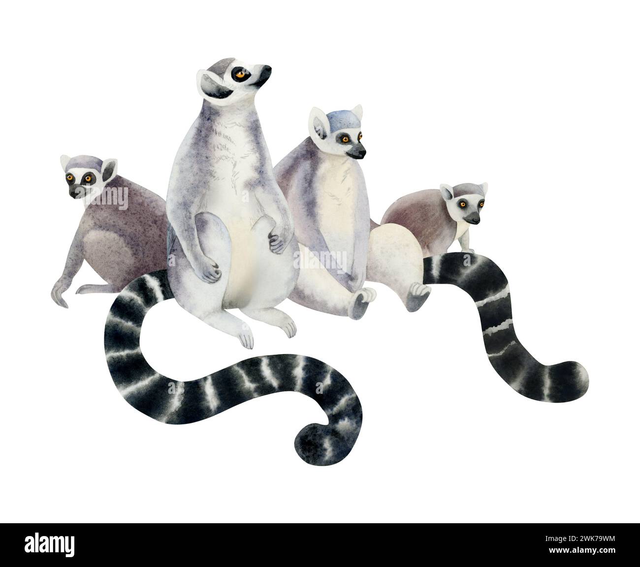 Four lemurs family with long black and white tails watercolor
