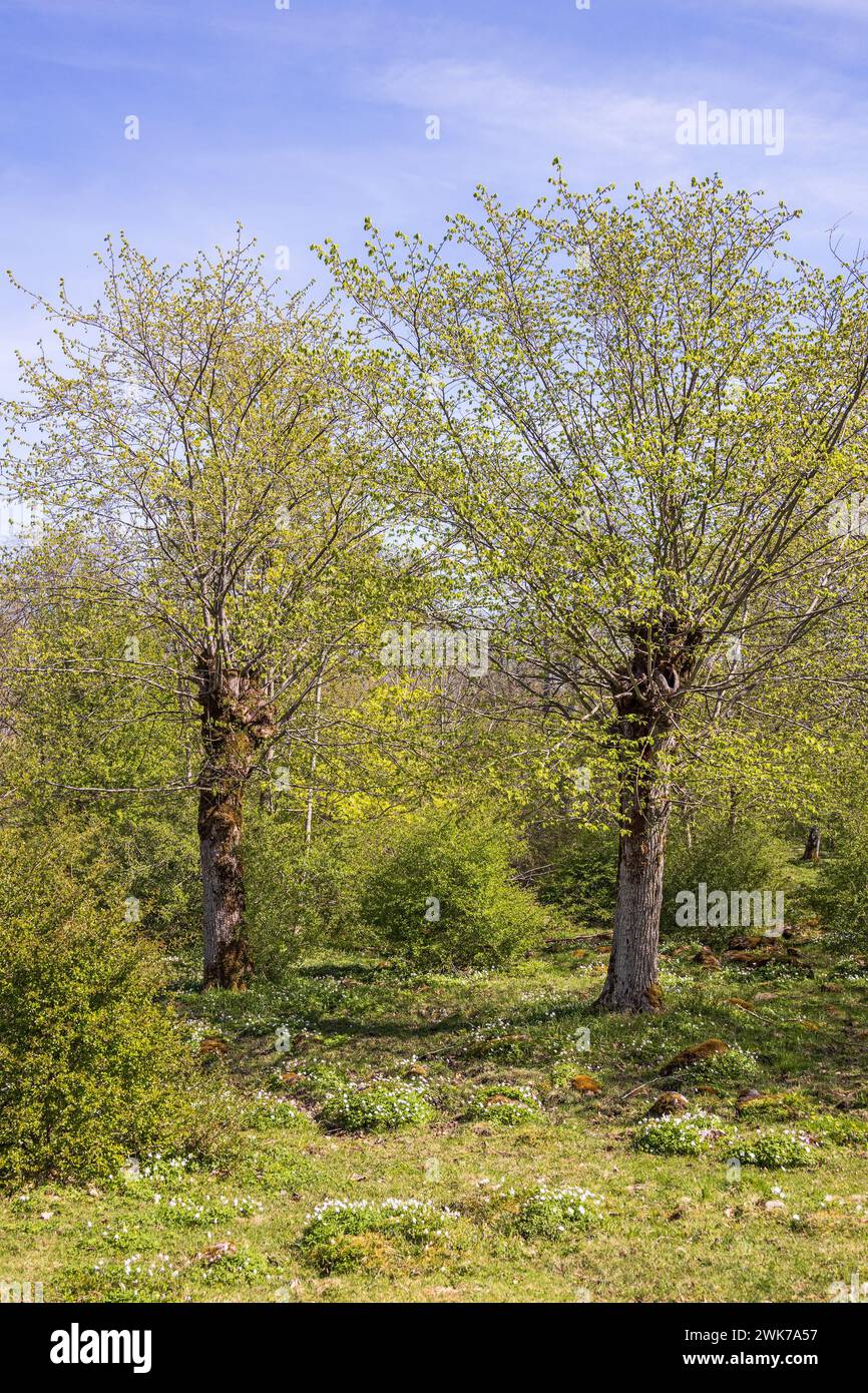 Lush green meadow trees hi-res stock photography and images - Alamy