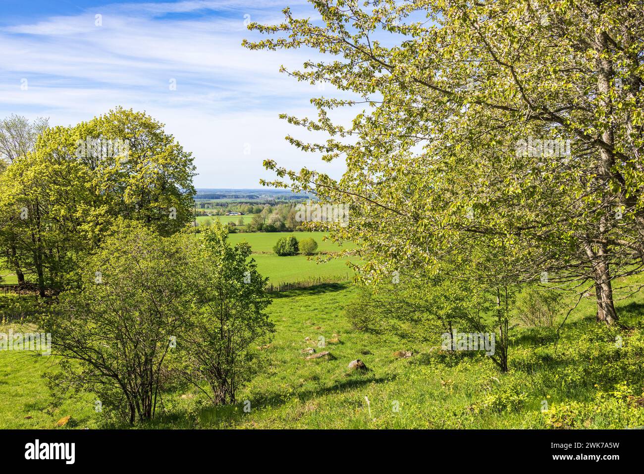 Lush green meadow trees hi-res stock photography and images - Alamy