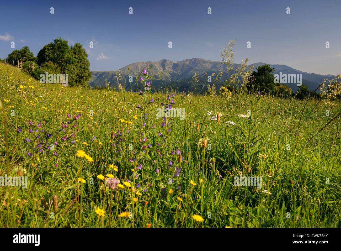 Meadows in Vallespir, with the Canigó massif in the background (Pyrénées Orientales Pyrenees France) ESP: Vegetación de prados al Vallespir, Francia Stock Photo