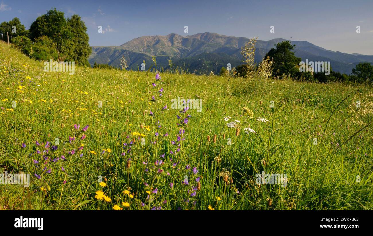 Meadows in Vallespir, with the Canigó massif in the background (Pyrénées Orientales Pyrenees France) ESP: Vegetación de prados al Vallespir, Francia Stock Photo