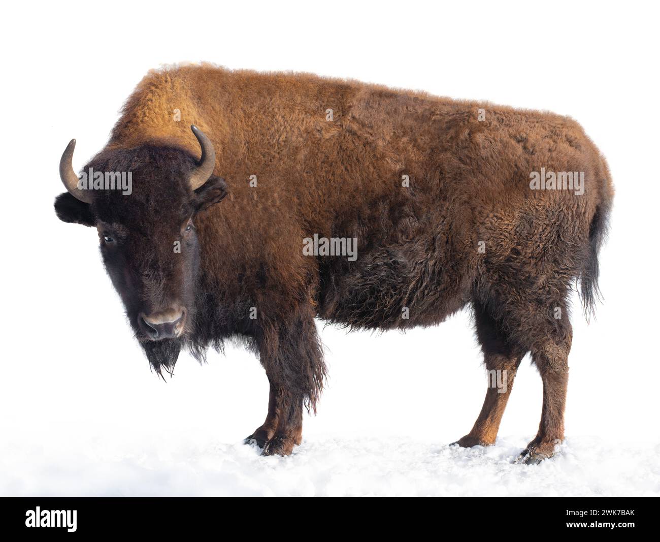bison stands in the snow isolated on a white background Stock Photo - Alamy