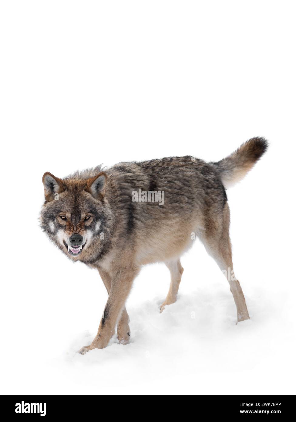 gray wolf with a grin is isolated on a white background. Stock Photo