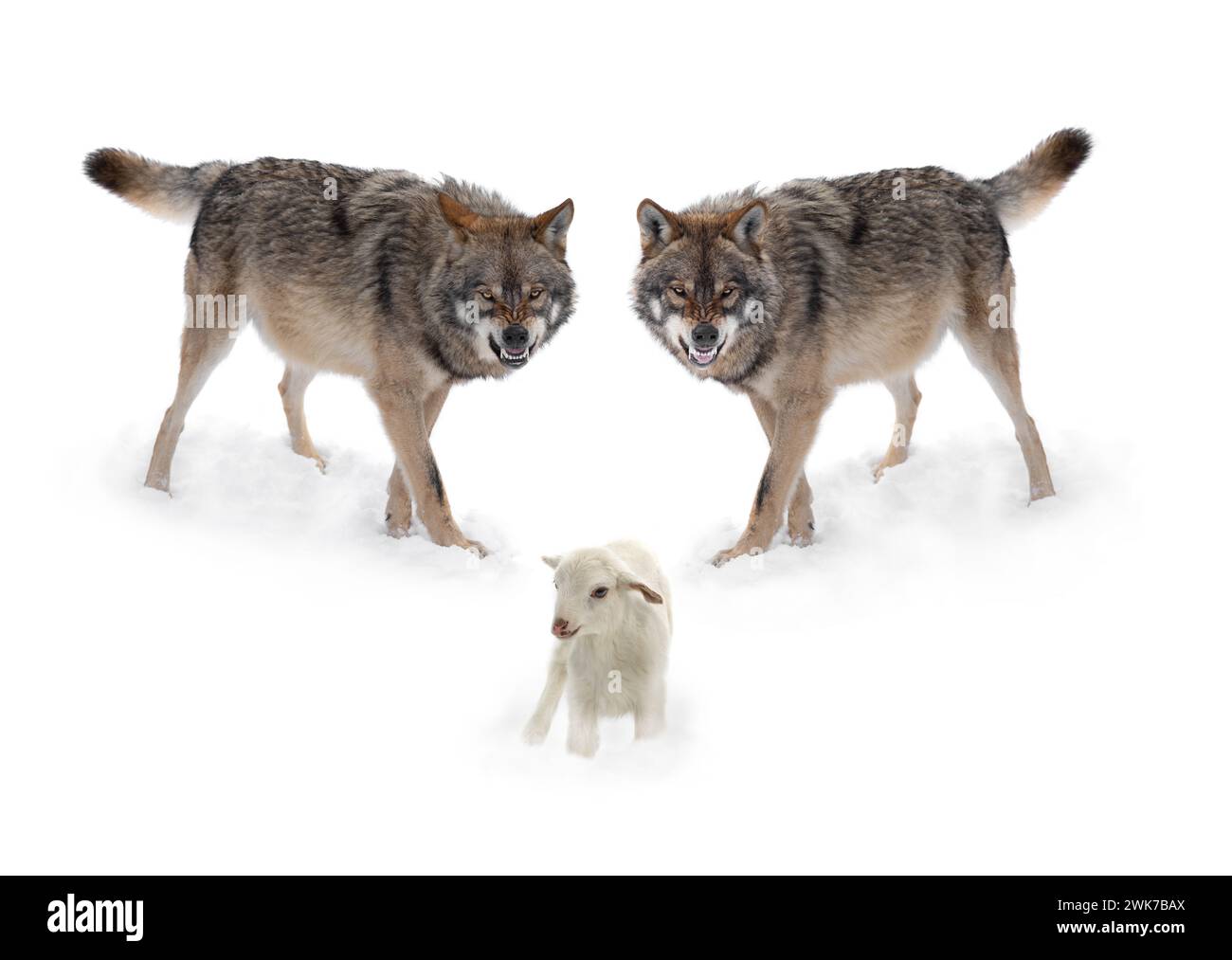 Two wolves with a smile and lambs isolated on a white background Stock ...