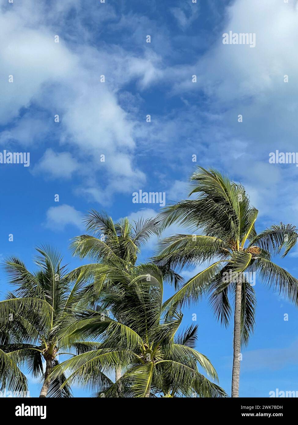 Exotic tropical palm trees hi-res stock photography and images - Alamy