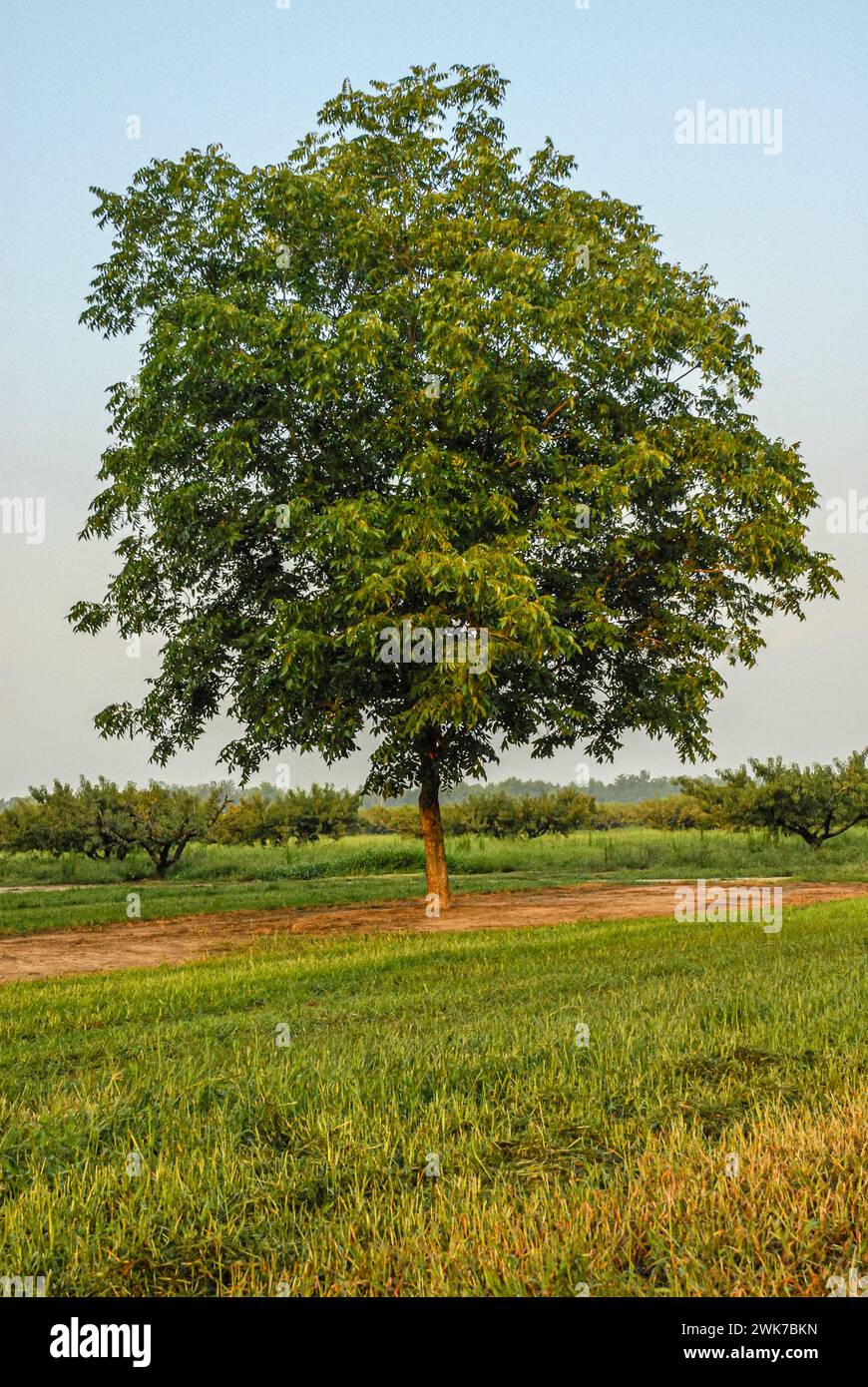 Pecan tree and peach trees at a Fort Valley orchard in Peach County, Georgia. (USA) Stock Photo