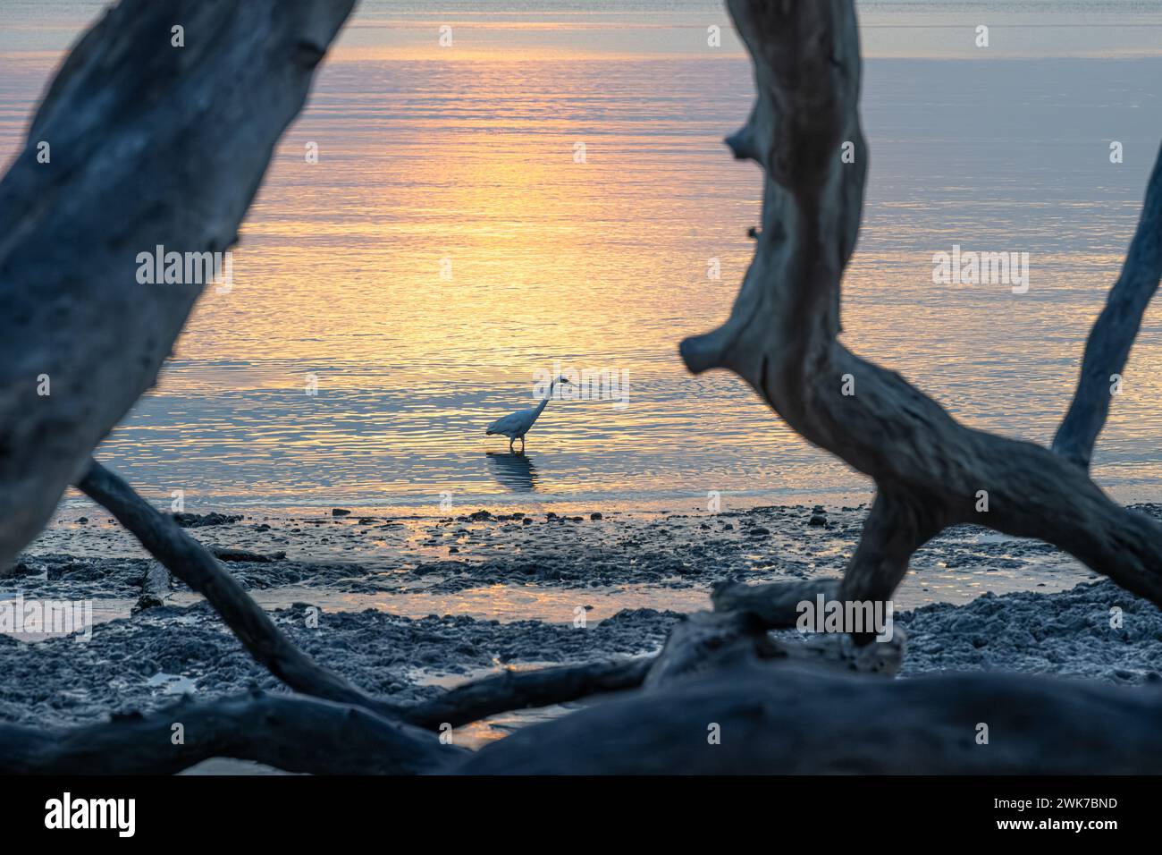 Sunrise at Boneyard Beach on Big Talbot Island in Northeast Florida. (USA) Stock Photo