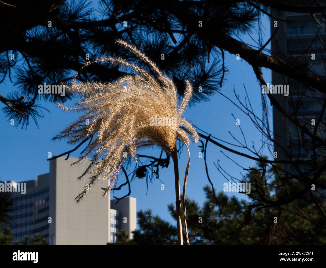 A single reed swaying in the breeze Stock Photo