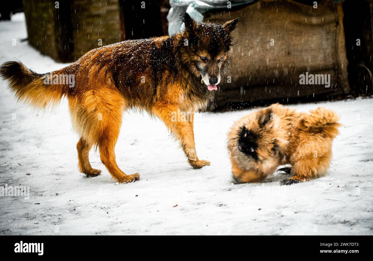 A Pekignese dog  and a brown fluffy dog playing in the snowfall Stock Photo