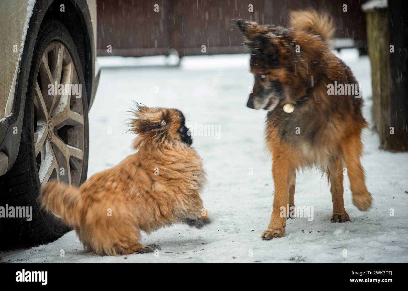 A Pekignese dog  and a brown fluffy dog playing in the snowfall Stock Photo