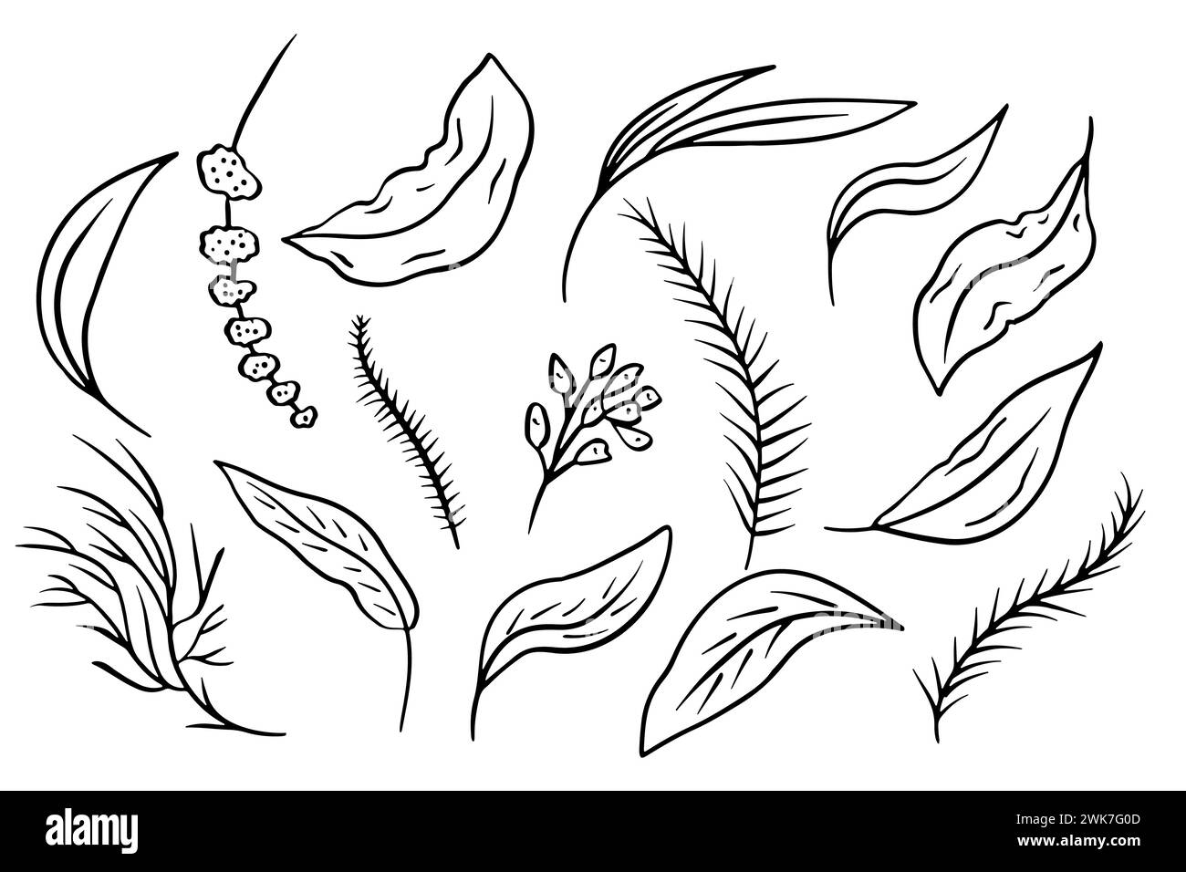 Set of black and white line art leaves Stock Vector Image & Art - Alamy