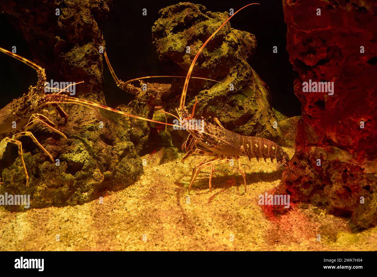 Tropical rock lobster hi-res stock photography and images - Alamy