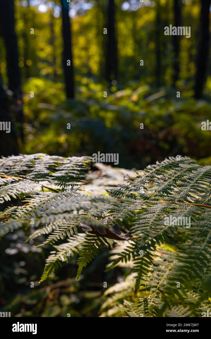 Vertical shot ferns plant hi-res stock photography and images - Alamy
