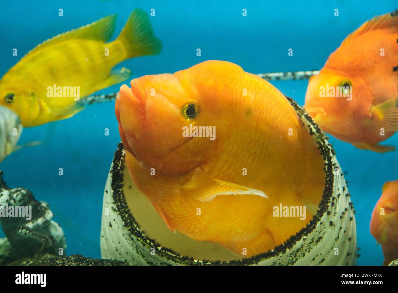 View of Yellow citron cichlid in an aquarium peeks out from hiding Stock Photo ...