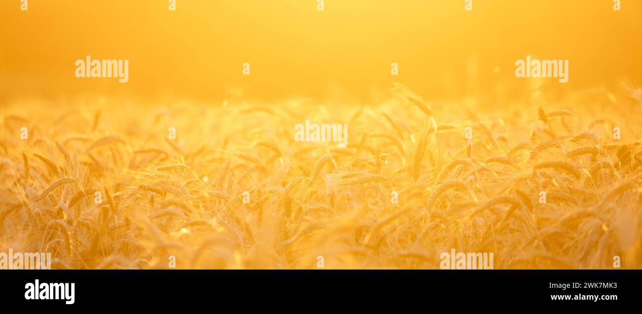 Golden wheat field in sunset.. Stock Photo