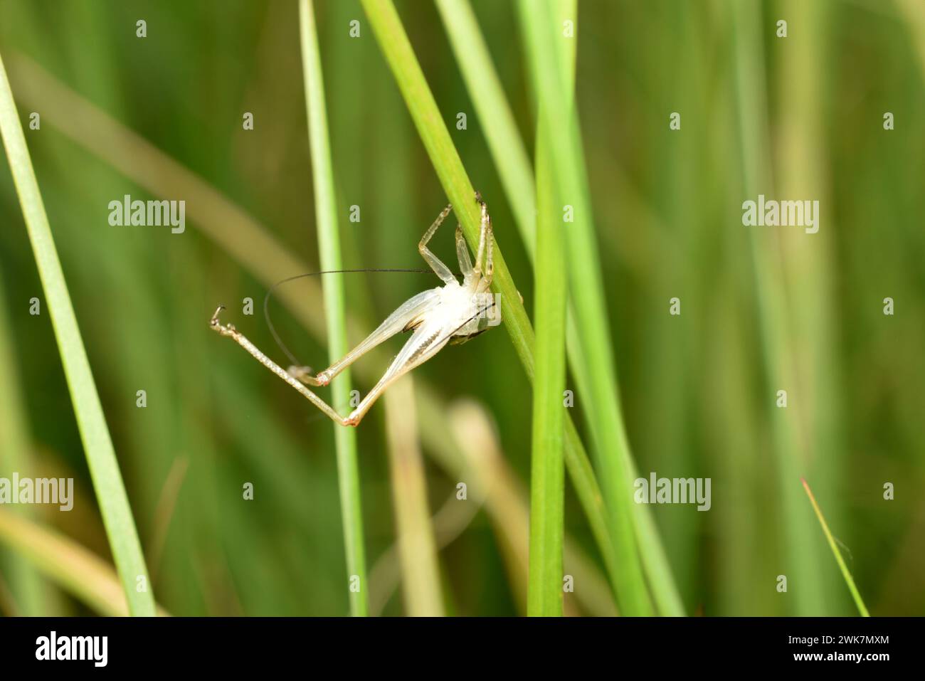 After molting, the old shed skin of the grasshopper remained hanging on the grass stem. Stock Photo