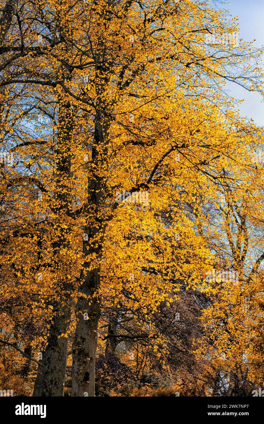 Beautiful beech tree with branches growing upwards in spring Stock Photo