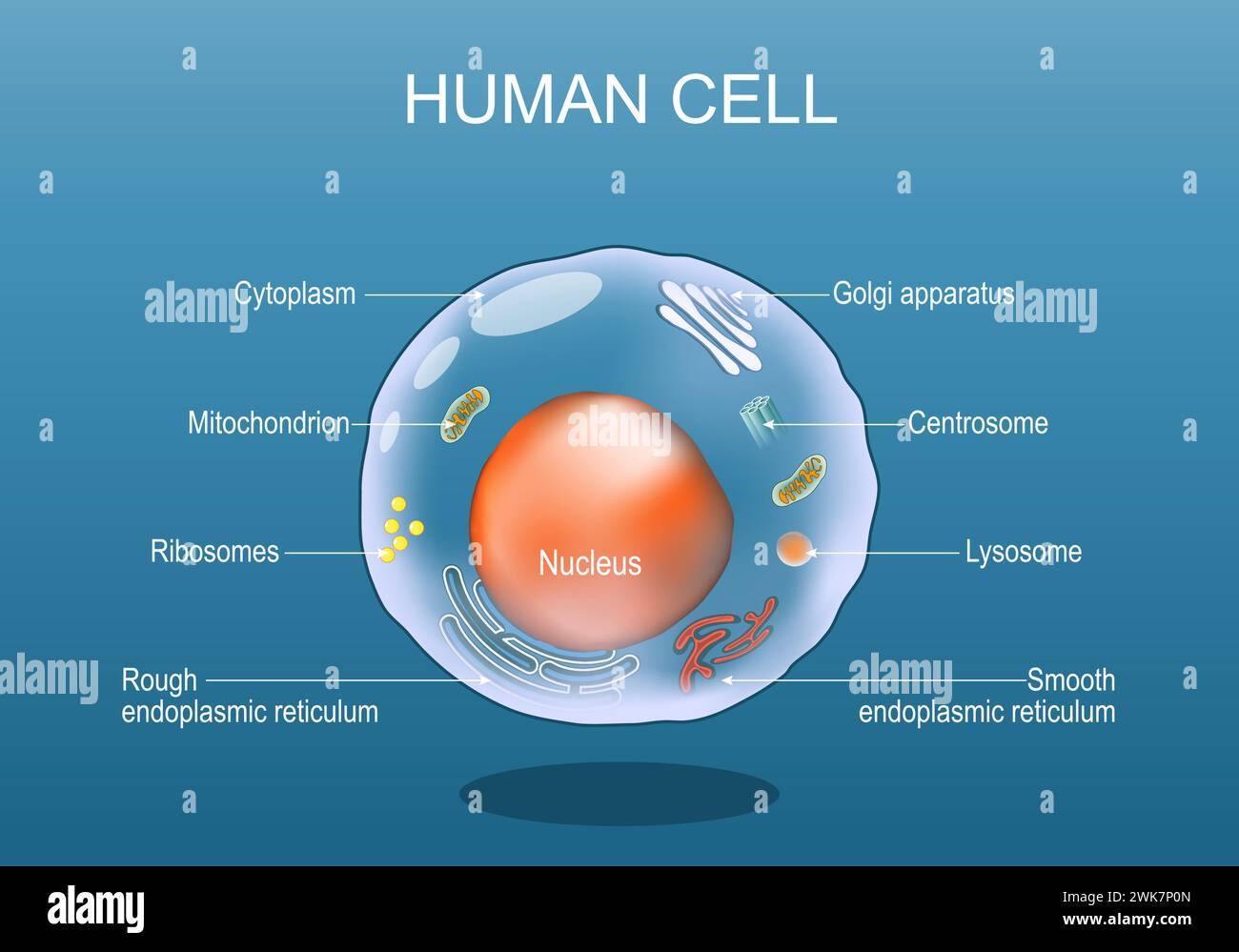 Human cell anatomy. Structure of a eukaryotic cell. All organelles: Nucleus, Ribosome, Rough endoplasmic reticulum, Golgi apparatus, mitochondrion, cy Stock Vector