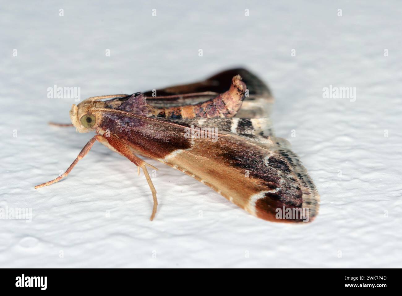 The meal moth or meal snout moth (Pyralis farinalis) a cosmopolitan moth of the family Pyralidae. Caterpillars are pests of stored foods. Stock Photo