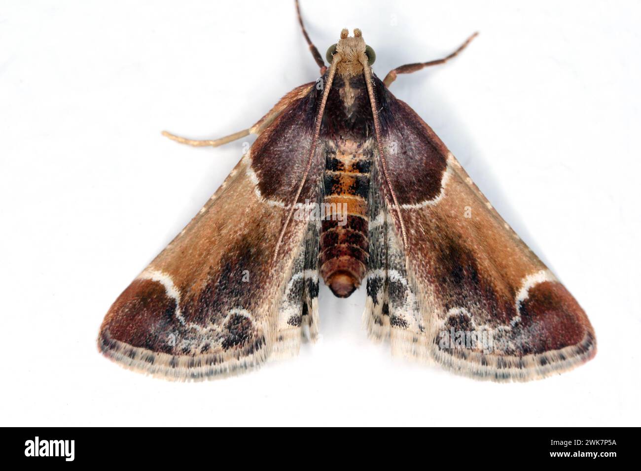 The meal moth or meal snout moth (Pyralis farinalis) a cosmopolitan moth of the family Pyralidae. Caterpillars are pests of stored foods. Stock Photo