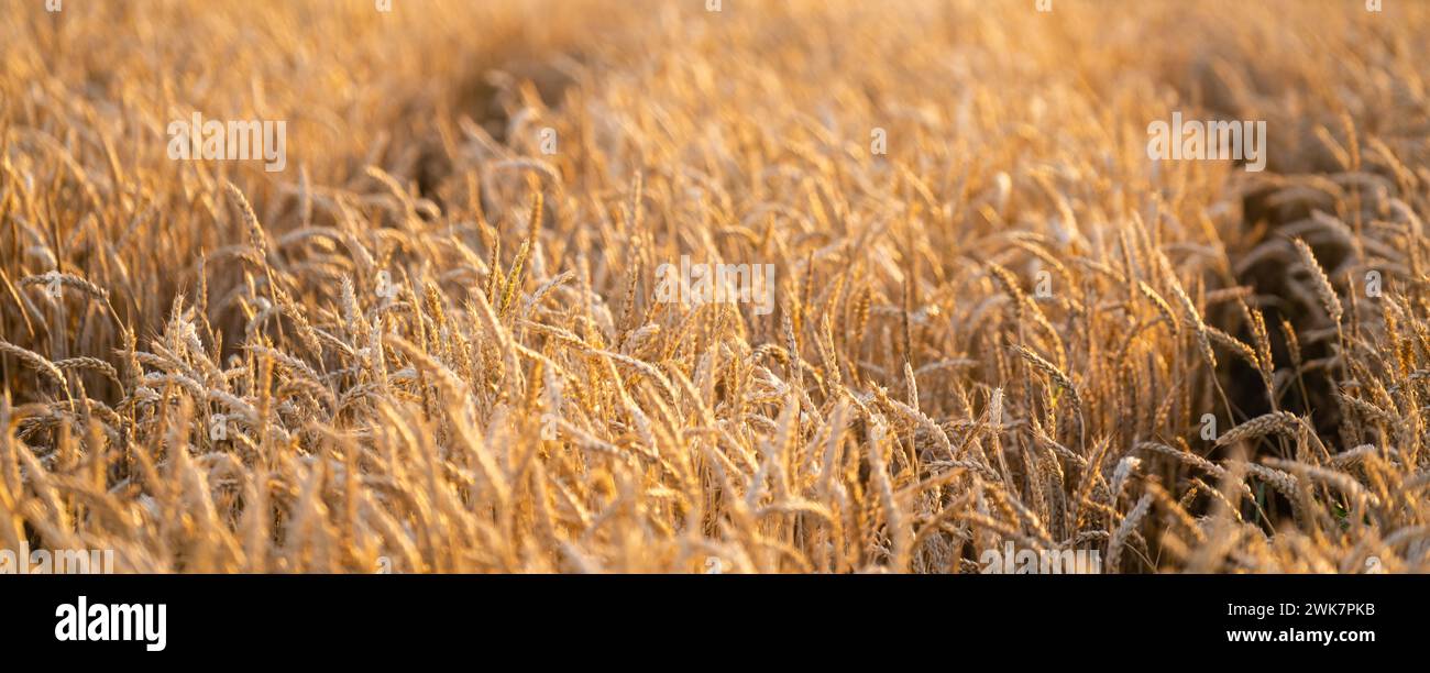 Golden wheat field in sunset.. Stock Photo