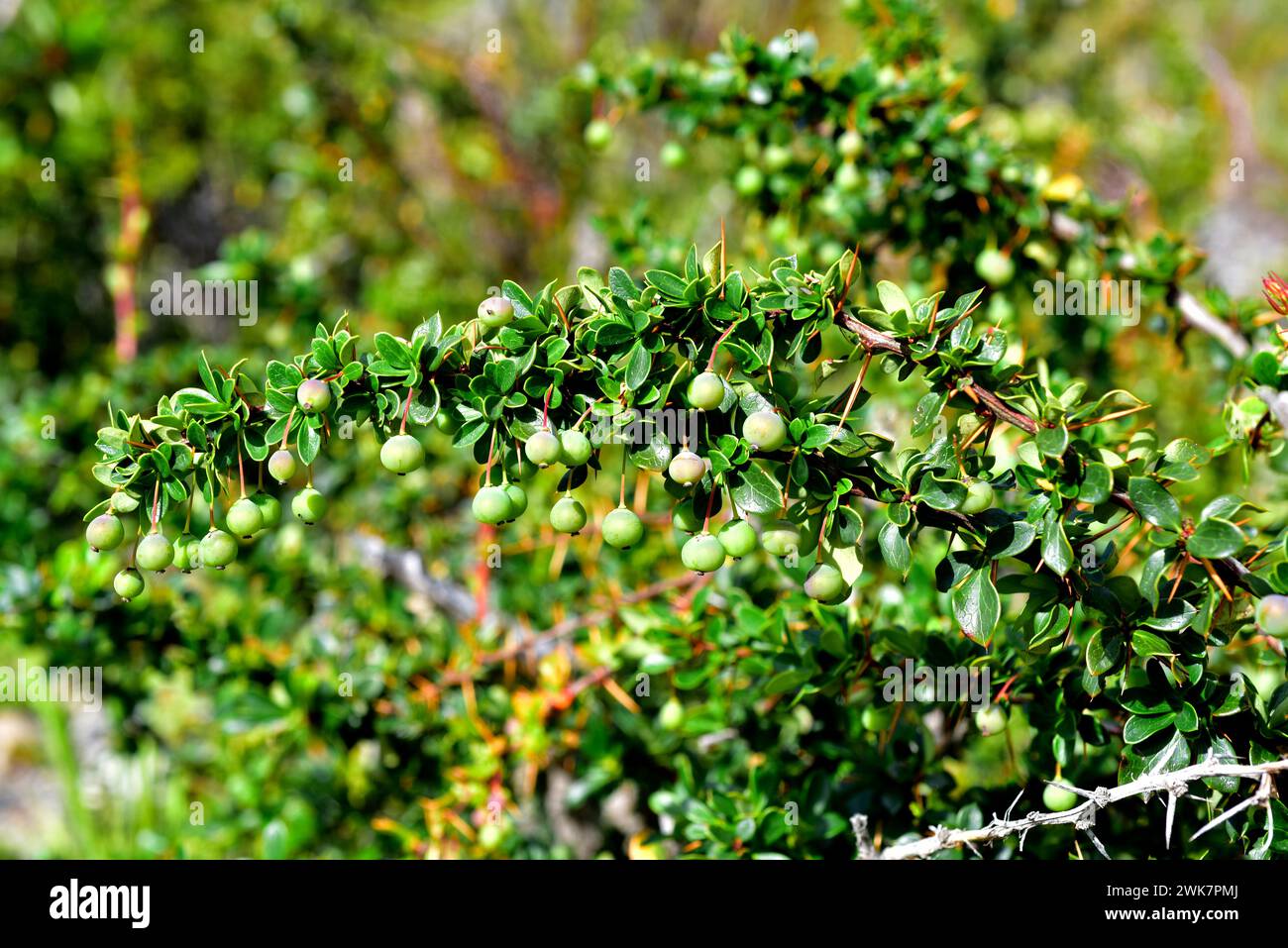 Calafate (Berberis microphylla or Berberis buxifolia) is an evergreen shrub endemic to Patagonia. Its fruits are edible. This photo was taken in Torre Stock Photo