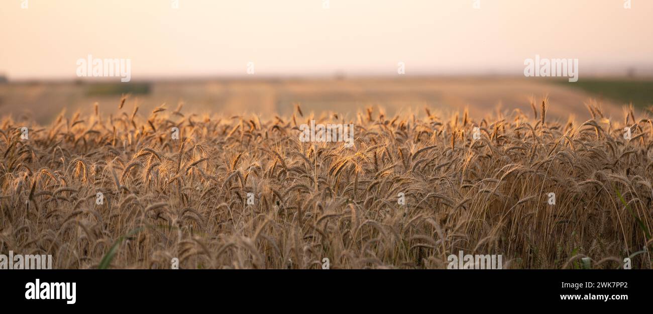 Golden wheat field in sunset.. Stock Photo