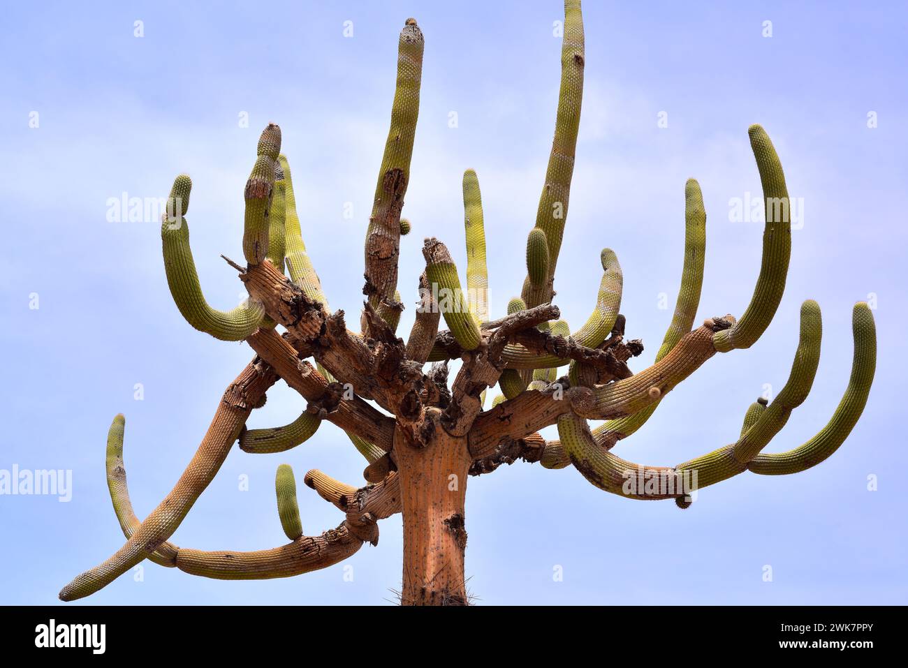Candleholder cactus or cactus candelabro (Browningia candelaris) is an arborescent cactus endemic to northern Chile and southern Peru. This photo was Stock Photo