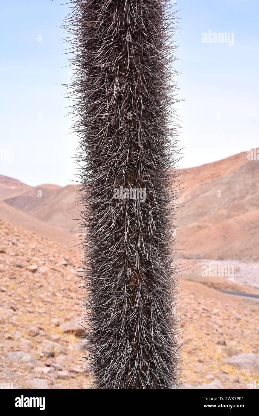 Candleholder cactus or cactus candelabro (Browningia candelaris) is an arborescent cactus endemic to northern Chile and southern Peru. Spines detail. Stock Photo
