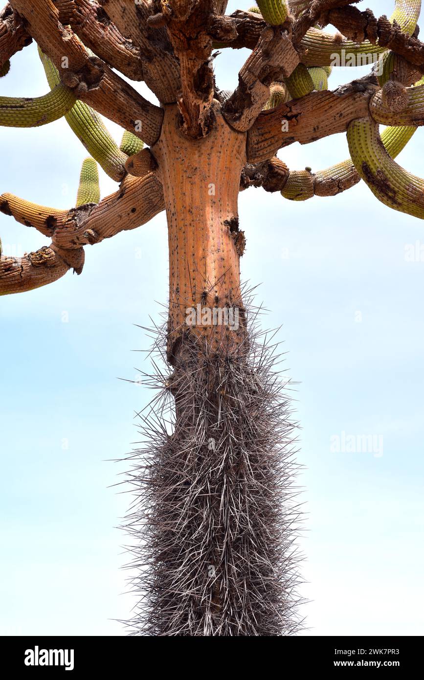 Candleholder cactus or cactus candelabro (Browningia candelaris) is an arborescent cactus endemic to northern Chile and southern Peru. Spines and bran Stock Photo