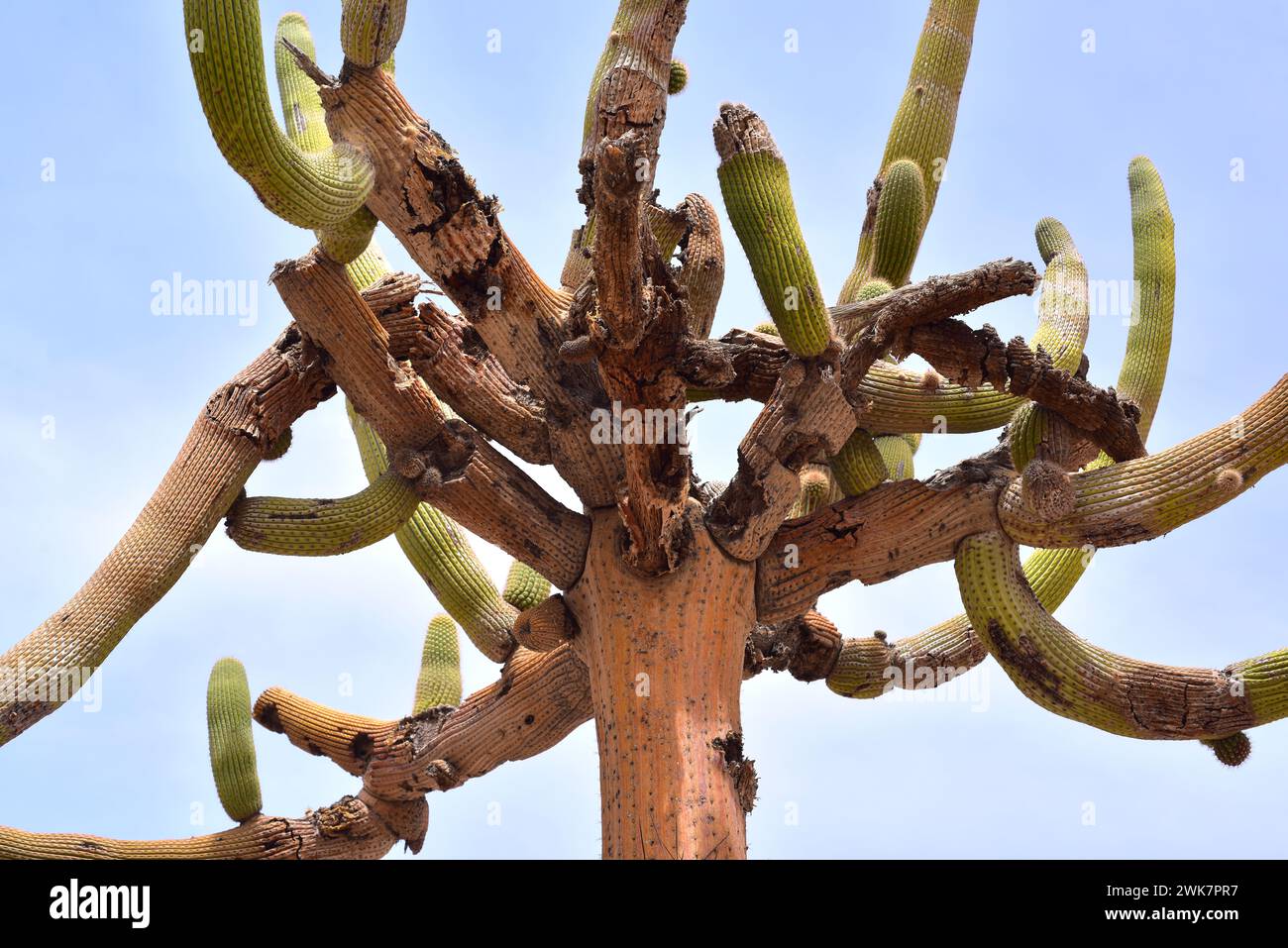 Candleholder cactus or cactus candelabro (Browningia candelaris) is an arborescent cactus endemic to northern Chile and southern Peru. Branches detail Stock Photo