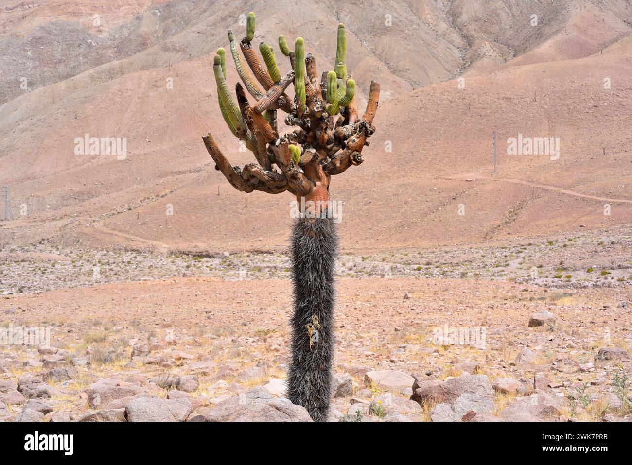 Candleholder cactus or cactus candelabro (Browningia candelaris) is an arborescent cactus endemic to northern Chile and southern Peru.This photo was t Stock Photo