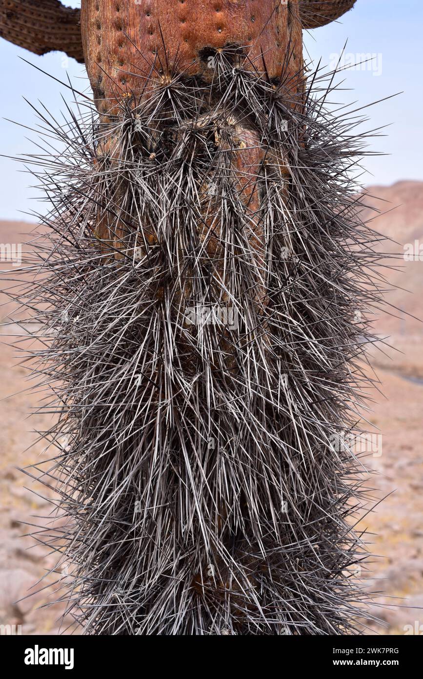 Candleholder cactus or cactus candelabro (Browningia candelaris) is an arborescent cactus endemic to northern Chile and southern Peru. Spines detail. Stock Photo
