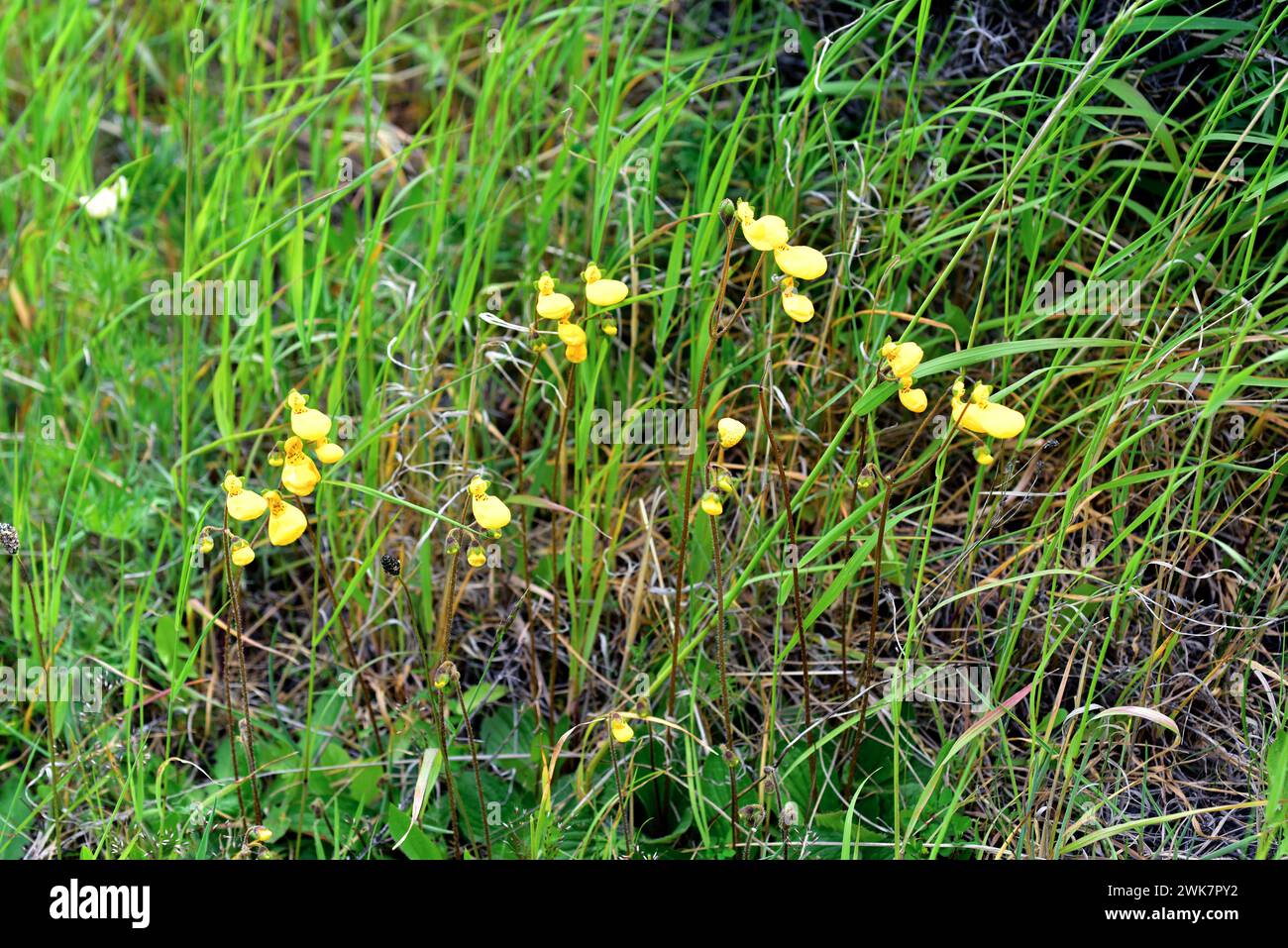 Pocketbook flower or zapatitos de Venus (Calceolaria biflora) is a perennial herb endemic to Argentina and Chile. This photo was taken in Torres del P Stock Photo