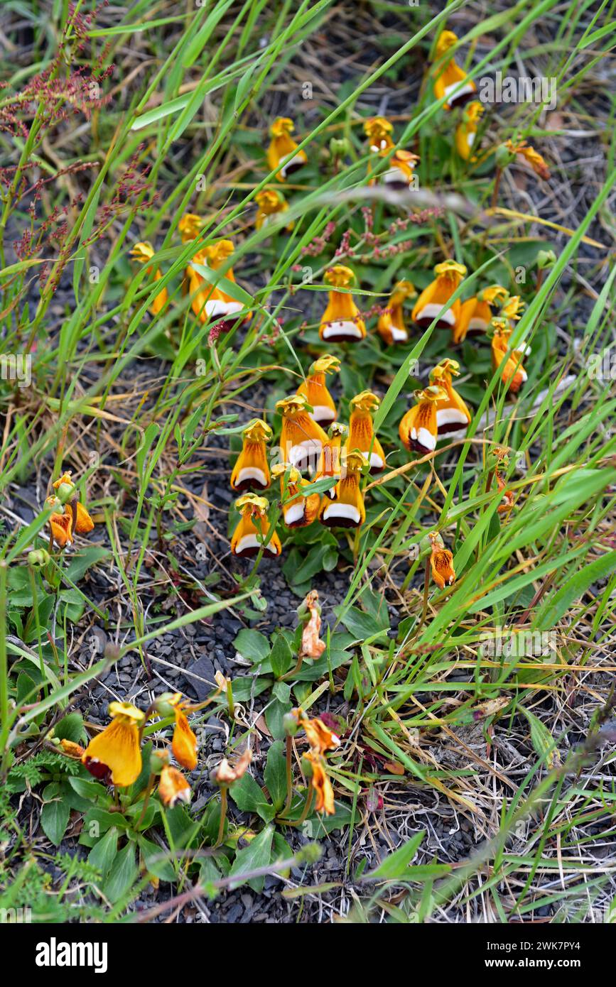Darwin's slipper, happy alien or zapatitos de la Virgen (Calceolaria uniflora) is a perennial herb native to south Chile and Argentina. This photo was Stock Photo