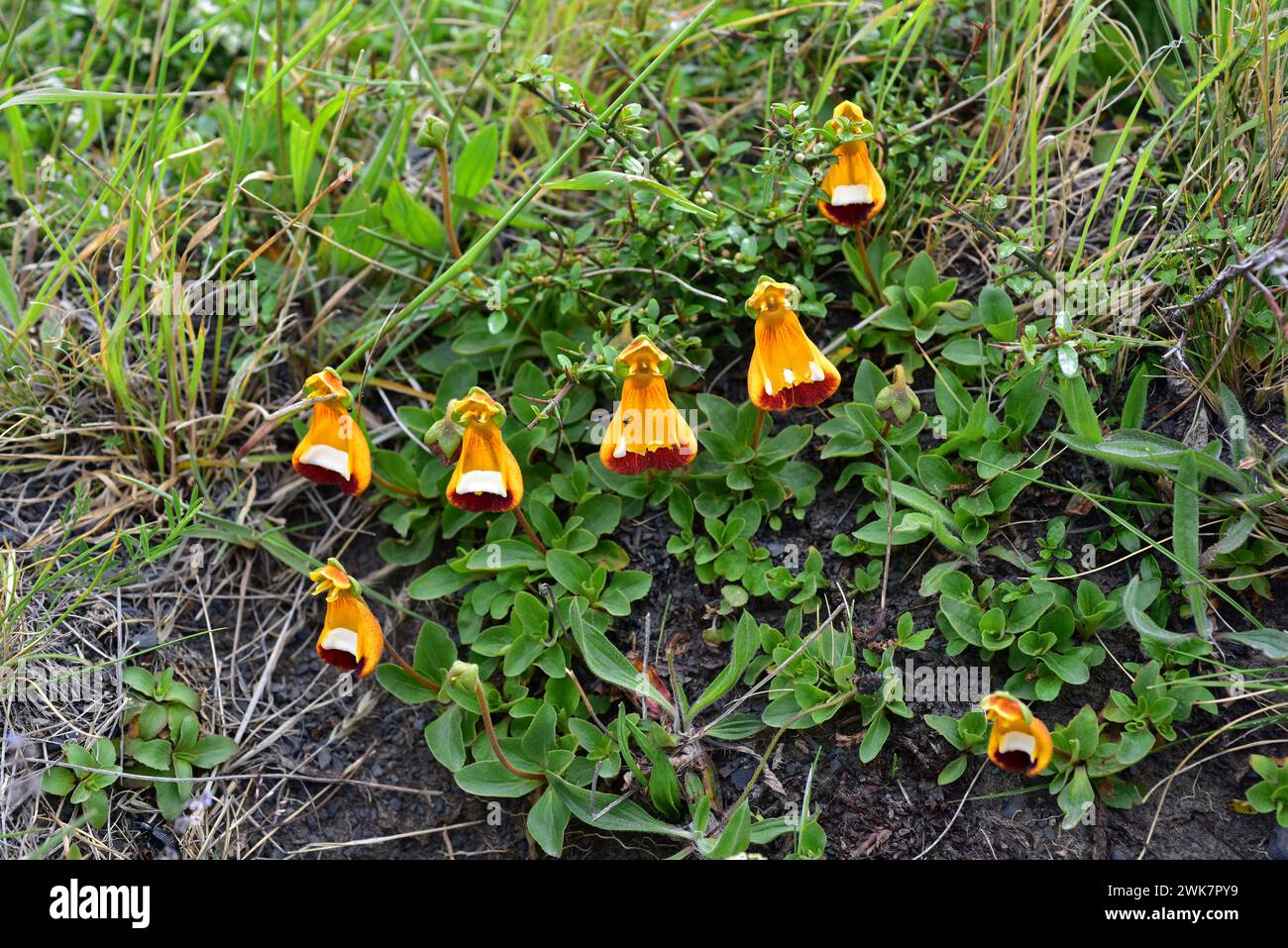 Darwin's slipper, happy alien or zapatitos de la Virgen (Calceolaria uniflora) is a perennial herb native to south Chile and Argentina. This photo was Stock Photo