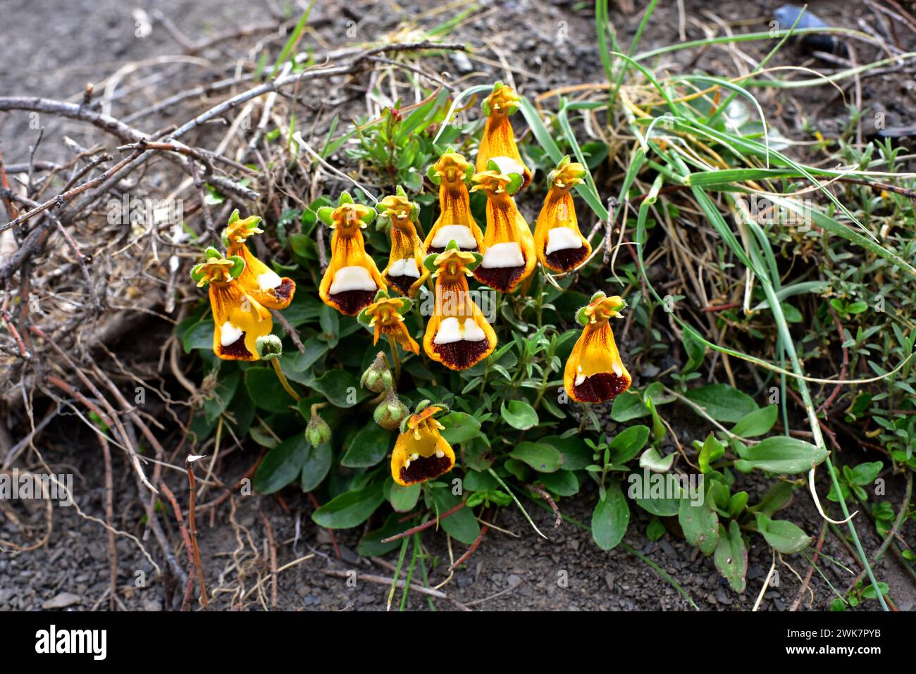 Darwin's slipper, happy alien or zapatitos de la Virgen (Calceolaria uniflora) is a perennial herb native to south Chile and Argentina. This photo was Stock Photo
