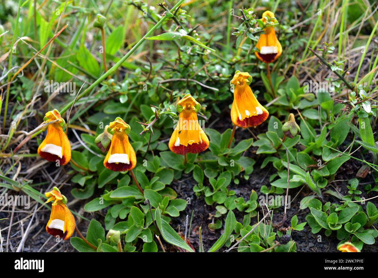 Darwin's slipper, happy alien or zapatitos de la Virgen (Calceolaria uniflora) is a perennial herb native to south Chile and Argentina. This photo was Stock Photo