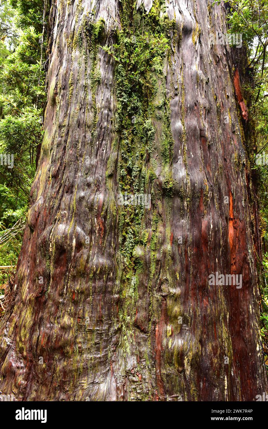 Alerce patagonico or lahuan (Fitzroya cupressoides) is an evergreen tre native to Chile and Argentina. This specimen is 3.000 years old. This photo wa Stock Photo